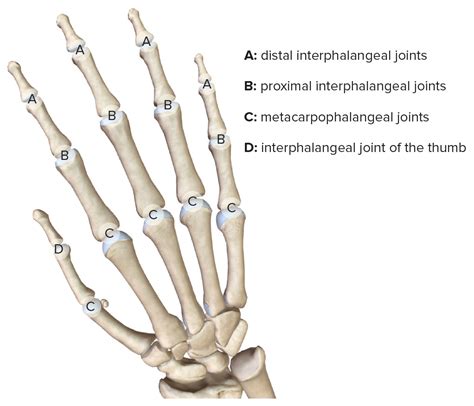 hand anatomy digits|Chapter 11: THE HAND .